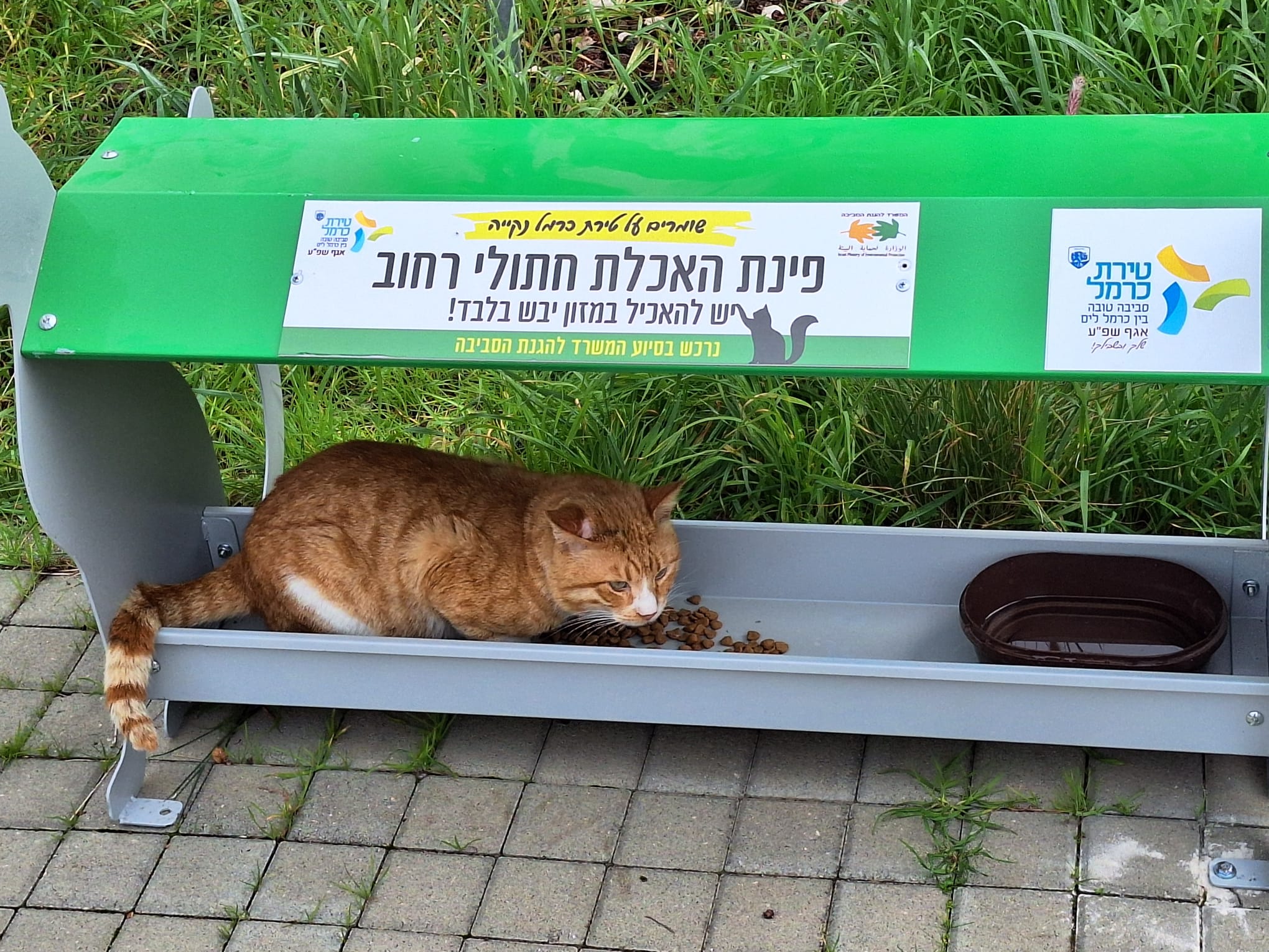 עיריית טירת כרמל תציב עמדות האכלה לחתולי חצר